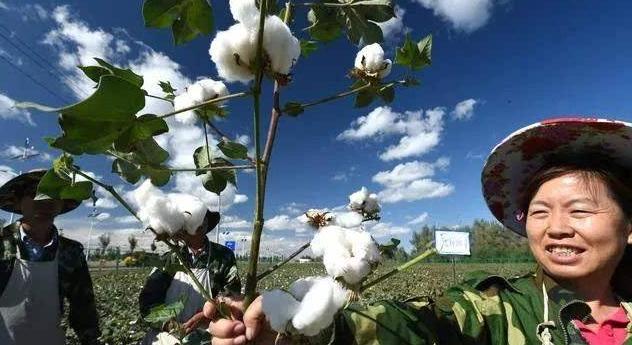 棉花枯黄病的防治办法,棉花出现黄萎病怎么处理