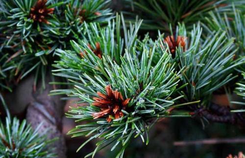 五针松常见的病,五针松虫害怎么治