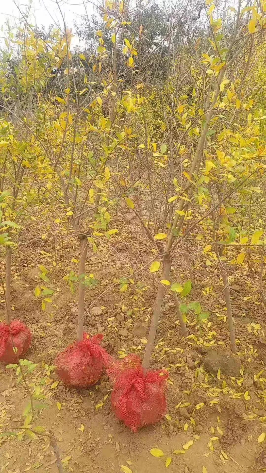 突尼斯软籽石榴树苗直播间,突尼斯软籽石榴树几月份开花