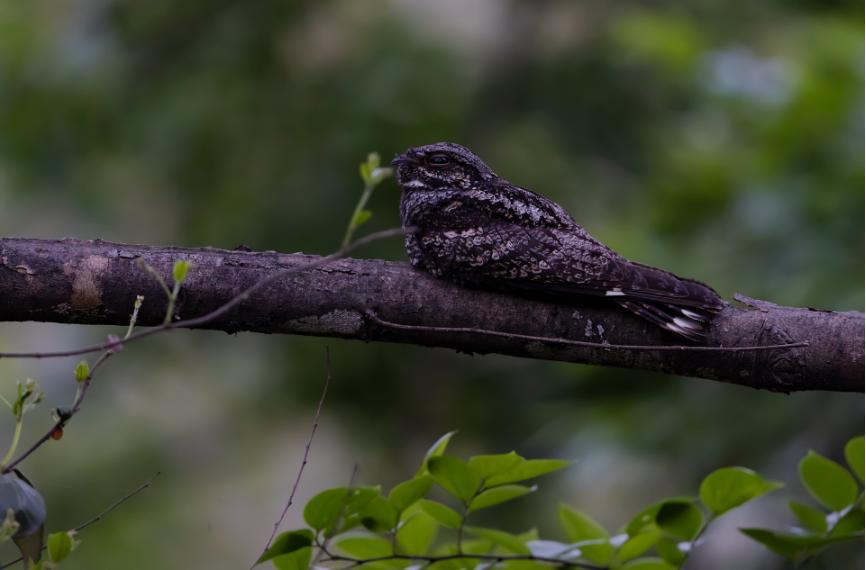 佳能eos鸟眼对焦,佳能拍飞鸟对焦最佳方法