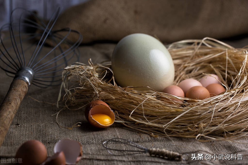 一颗鸵鸟蛋能吃多久,一颗鸵鸟蛋相当于几个鸡蛋