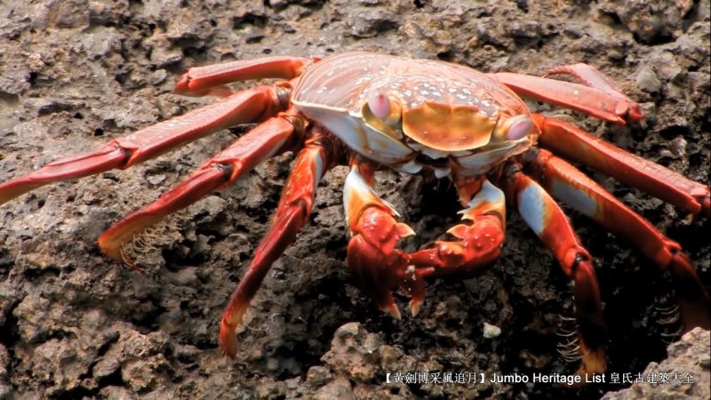 世界上最长寿的象龟多少岁,迄今发现最长寿的龟