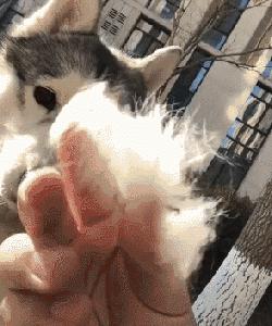 狗本来不掉毛却突然开始掉毛,狗狗身上毛秃了一块