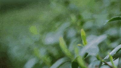 哪些茶有钱也买不到,这3款茶有钱都喝不到