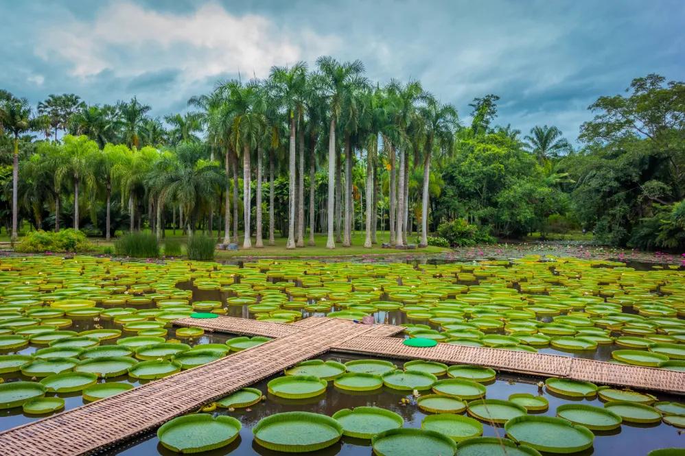 西双版纳风景之旅自由行旅游攻略,邂逅雨林西双版纳秘境之旅