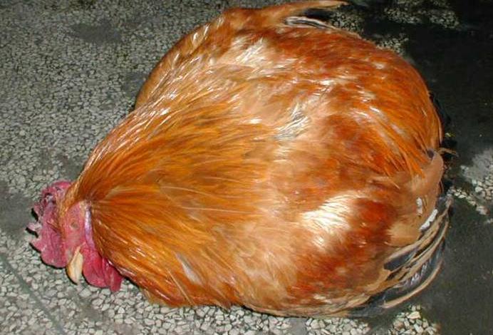 鸡呼噜张嘴呼吸不吃药能好吗,鸡呼吸有呼噜声怎么治