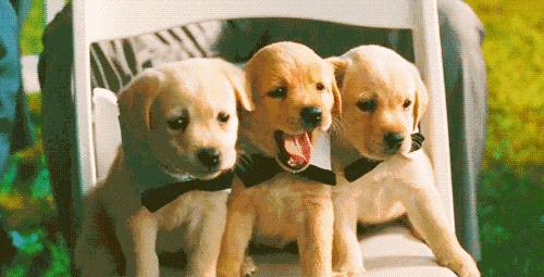 宠物猫容易患心脏病有根据吗,猫心脏病犯了能活多久