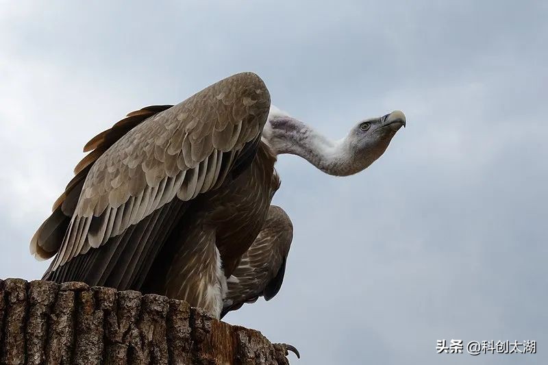 科普兀鹫吃腐肉,秃鹫兀鹫区别科普
