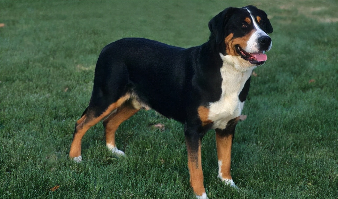 狗狗买什么品种最合适,怎么给狗狗选择宠物狗品种