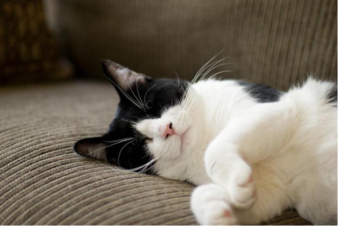 猫咪睡觉时会摇头,猫咪睡觉时候抽搐会是狂犬病吗