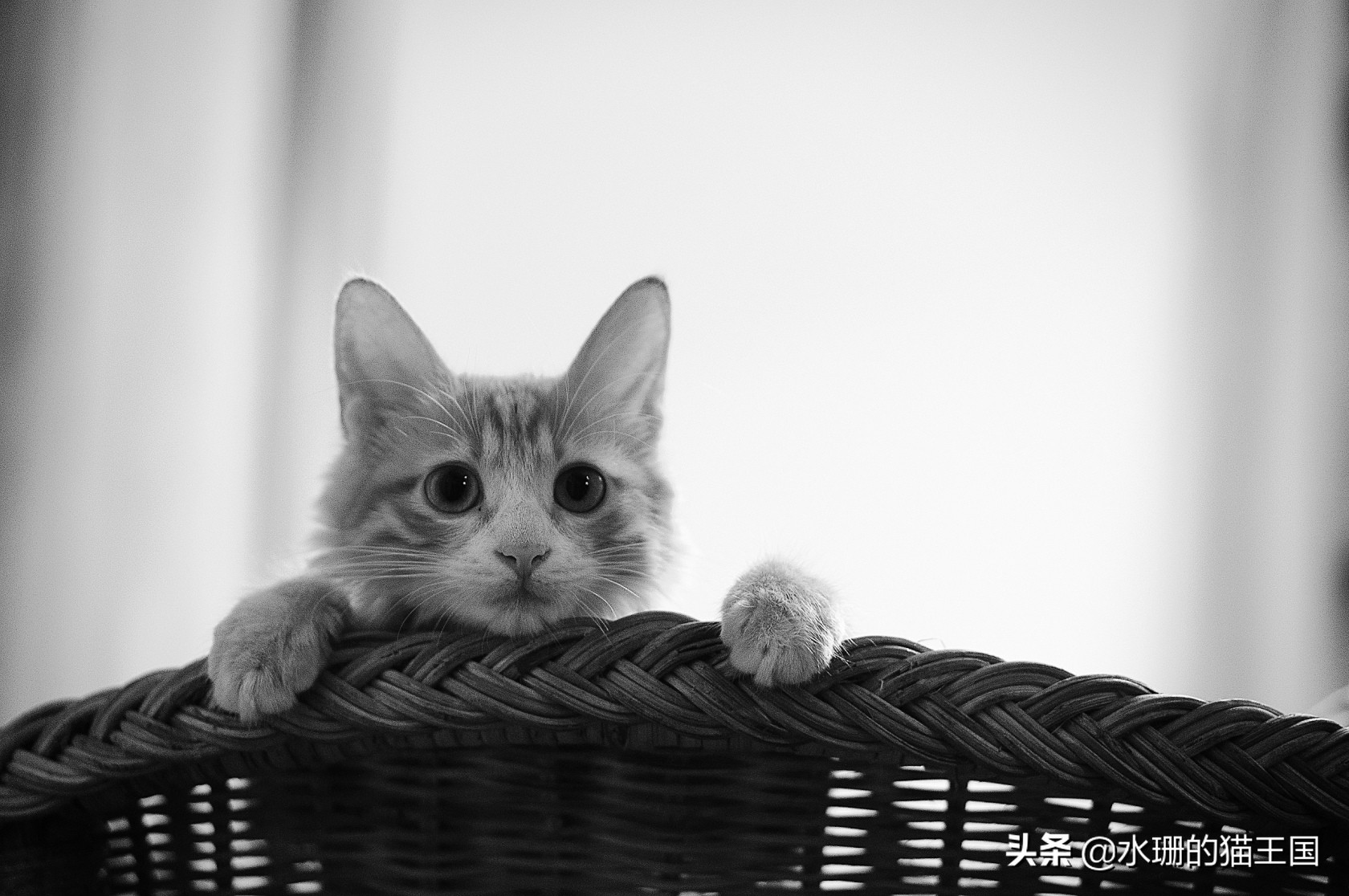 猫咪误食怎么解救,猫咪误食植物中毒了吃什么解毒