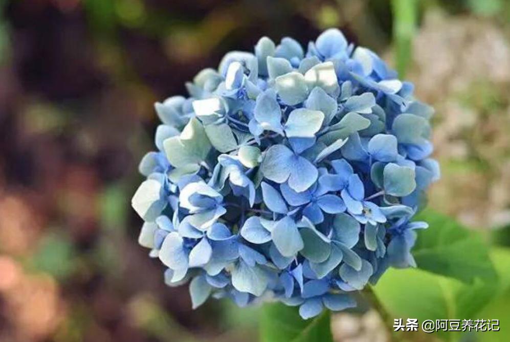 绣球花开花移栽可以修剪吗,绣球花开花前是怎样的