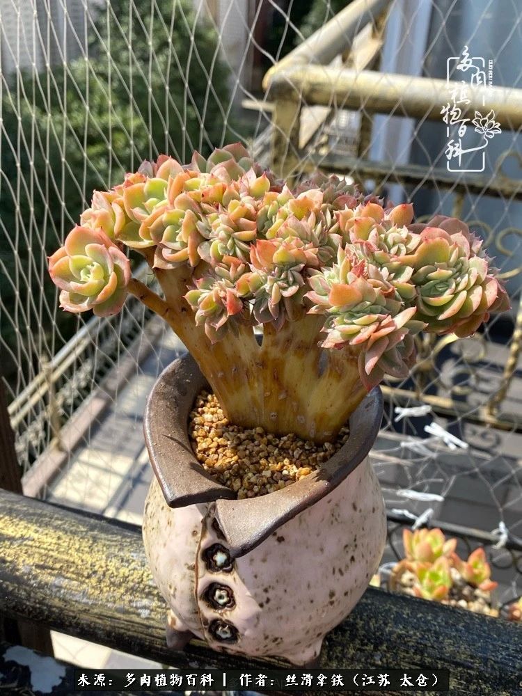 初秋的多肉,初春的多肉开始展现美颜了