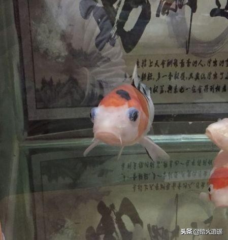 鱼导致突眼最常见的原因,鱼突眼最明显的症状