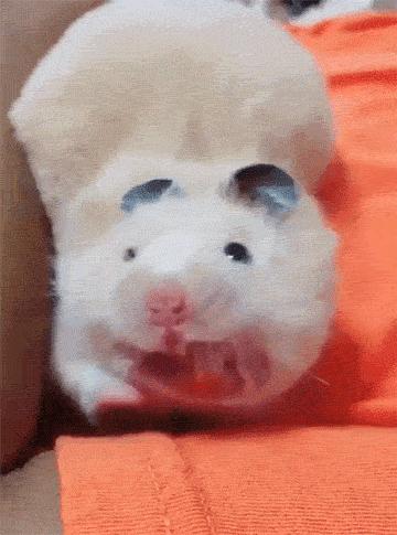 仓鼠种类大仓鼠,仓鼠的详细资料仓鼠的种类