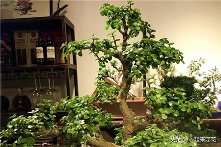 养金枝玉叶，了解掌握5个要点，叶片饱满油亮，长成大气老桩