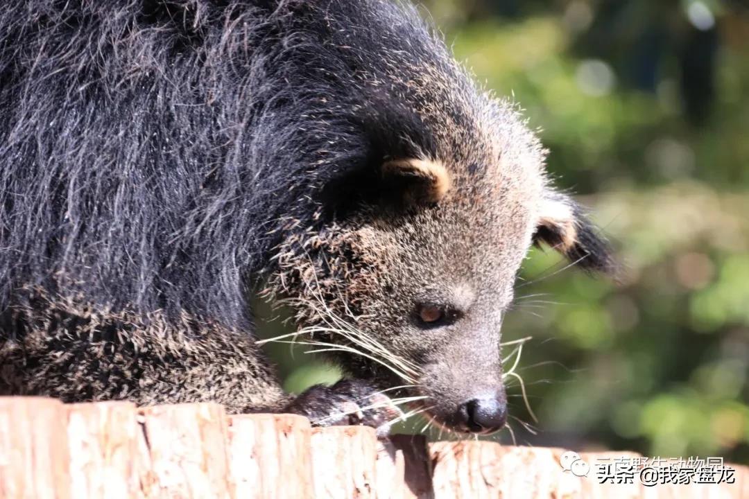 生物的多样性之美,生物多样性之美介绍