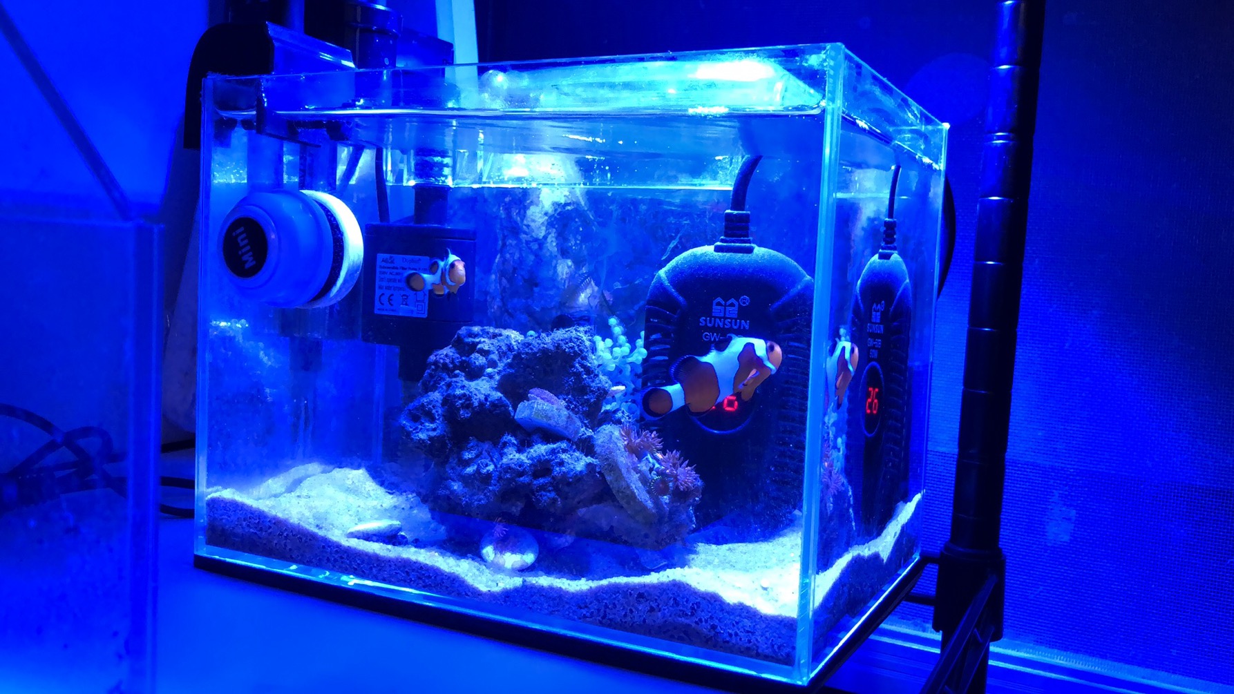 怎么养小丑鱼简单,怎么养出好小丑鱼