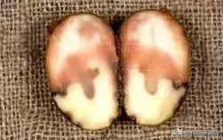 马铃薯病害知识与防治书籍,马铃薯黑胫病病害及防治方法