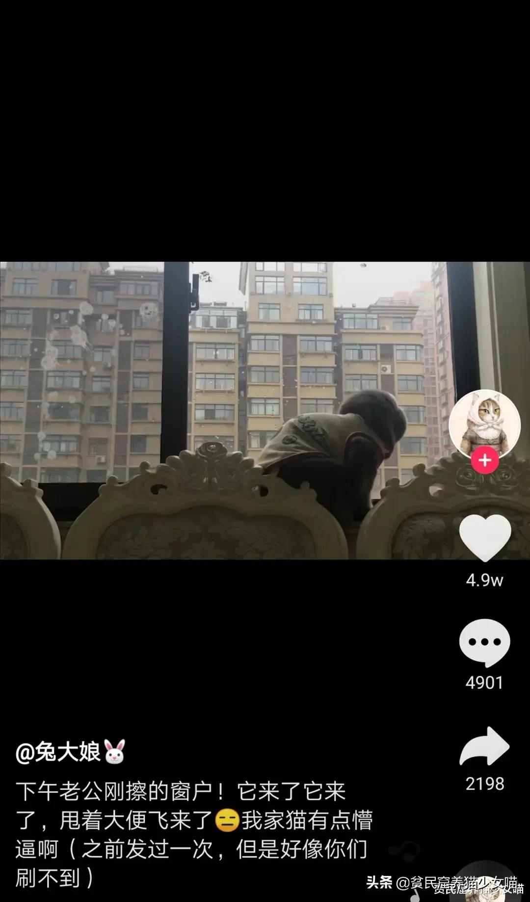 铲屎官对家养猫咪失望,铲屎官对猫咪的无语瞬间