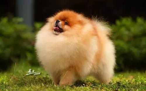 有什么品种狗狗既长不大又不掉毛,建议新手养的10种便宜狗狗不掉毛