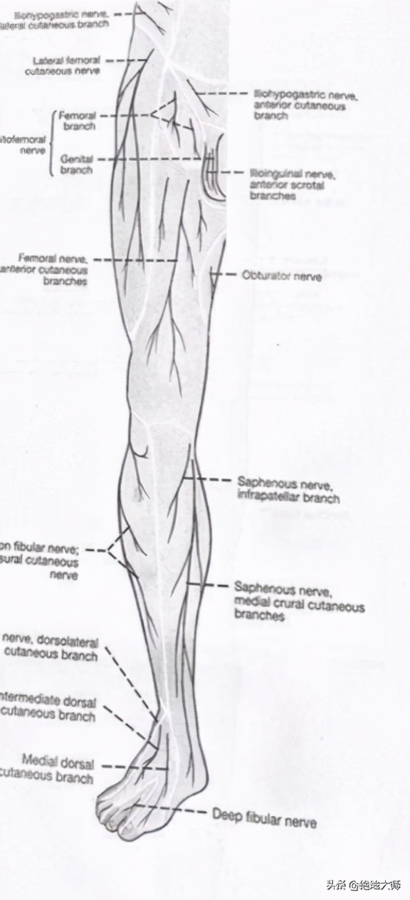 膝关节疼痛用神经阻断疗法,膝关节的疼痛与治疗综述