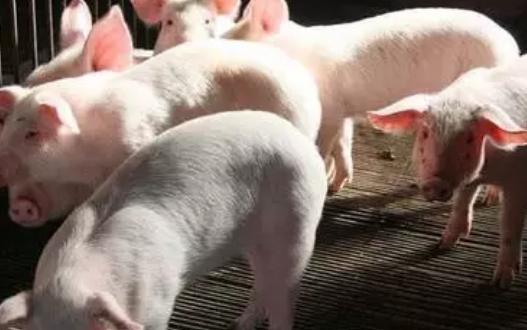 胃肠应激综合征的临床表现,牛运输应激综合征怎么治疗