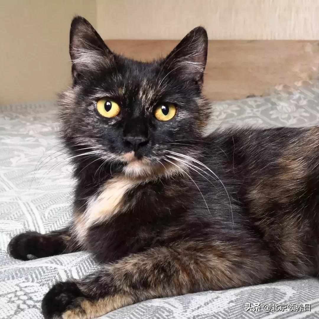 #领养代替购买#给它们一个家|线上宠物领养日,20190608加场