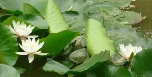 彬彬有理与彬彬有礼,彬彬有礼的反义词粗鲁无礼