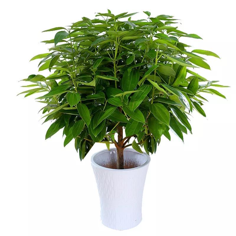 送给喜欢种花的人什么礼物,想养花却把花养死