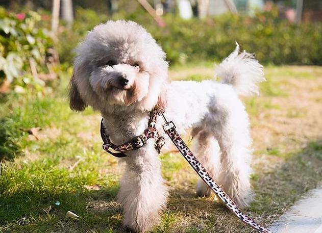 养狗狗好物分享,泰迪养狗入门必备攻略