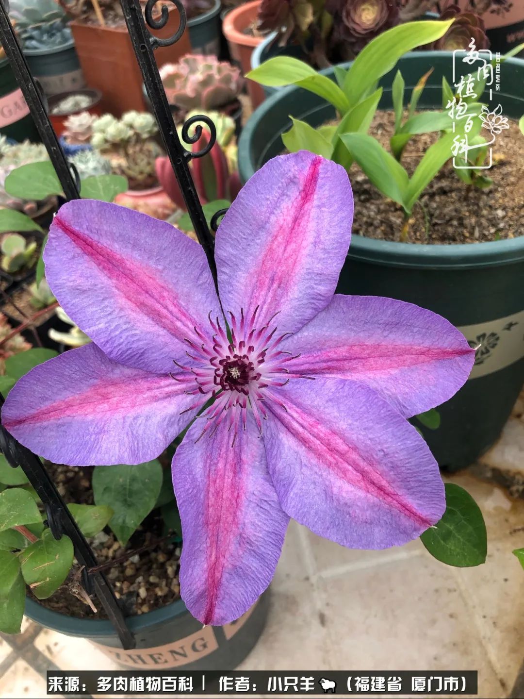 多肉像葡萄一样,多肉像铃兰一样