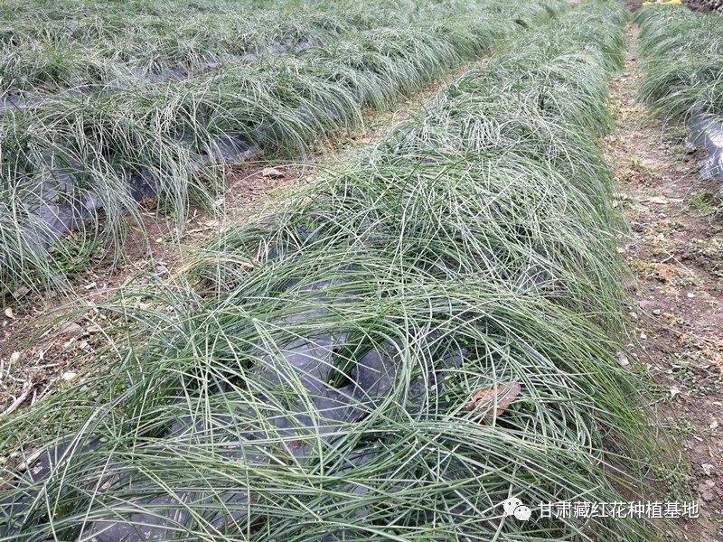 2031年藏红花种球价格,2021藏红花种球价格