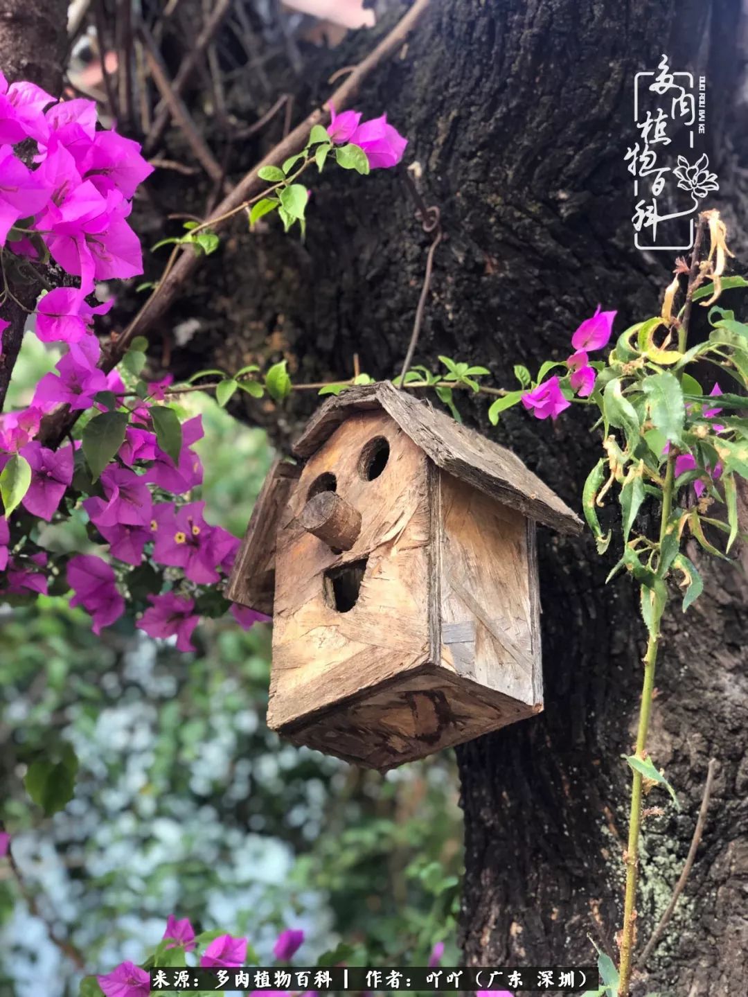 涓冨僵浜戝崡澶氳倝,浜戝崡澶氳倝涔嬫梾