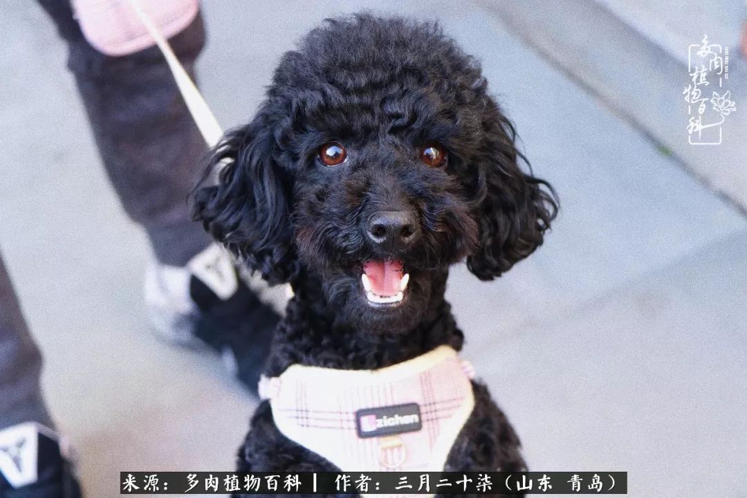 有多肉，有狗狗，给生活多一点惊喜