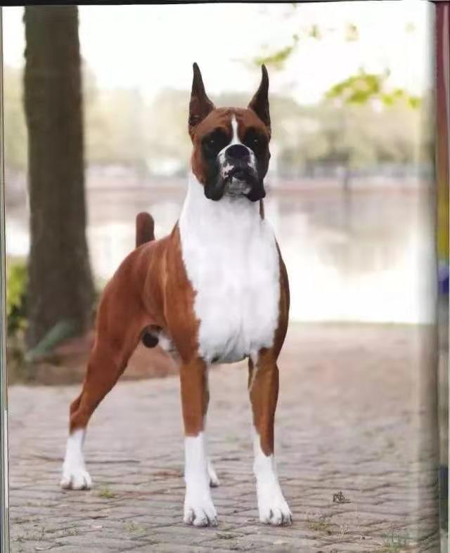 拳师犬和杜宾犬哪个性格好,跟杜宾犬差不多的小型犬