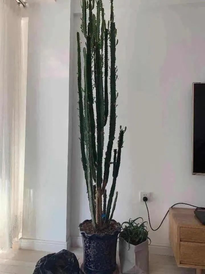 冬季室内怎么养龙骨花视频,龙骨花春天怎么扦插