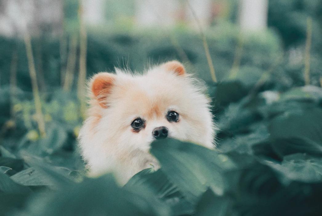 英语卖萌怎么表达,卖萌英文