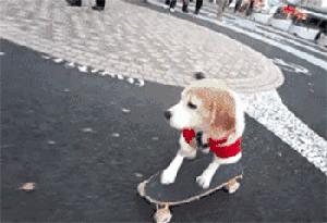 拉布拉多犬吃饭把碗吃个洞,拉布拉多叼着饭盆一脸不屑