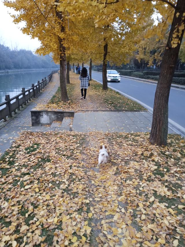 小狗吃多了怎么办简单3步解决,小狗吃多了怎么解决