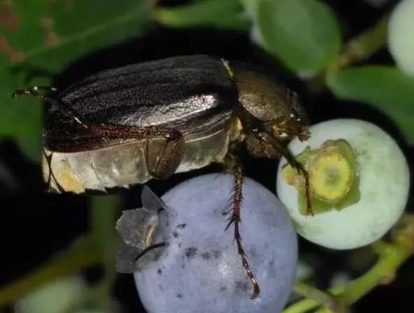蓝莓树日常养护用什么药预防虫害,蓝莓蓟马虫害叶片症状