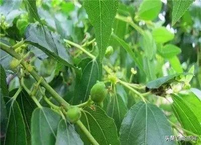 冬枣苗种植一个月了不发芽怎么办,冬枣树疯长不结果怎么办