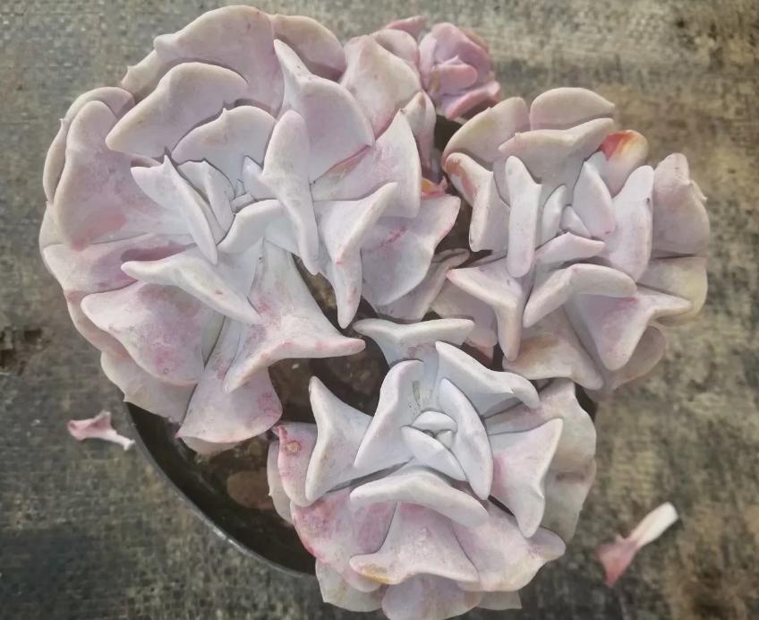 多肉养出状态来有多美？这102种多肉控养上色之后美呆了