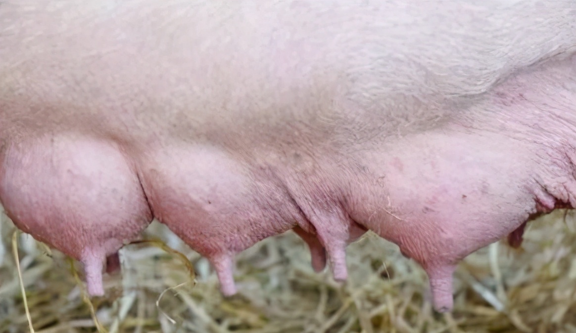 母猪产后四五天奶水少怎么办,母猪产后奶水少4个小妙招来帮忙