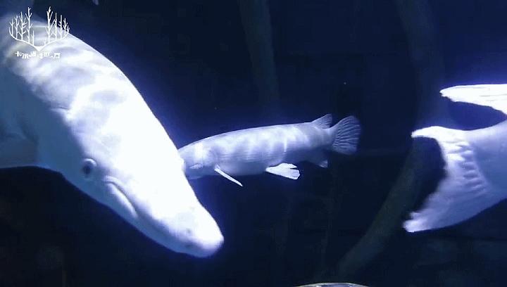 世界十大最凶猛淡水鱼之鳄雀鳝,海洋大揭秘之鱼类大科普海鳝