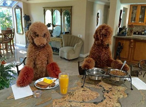 细数巨型贵宾犬的优缺点,怎么样才能够把巨型贵宾犬养好