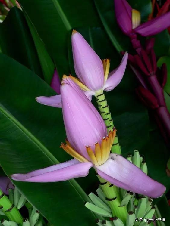 芭蕉叶画法教程,国画芭蕉画法视频