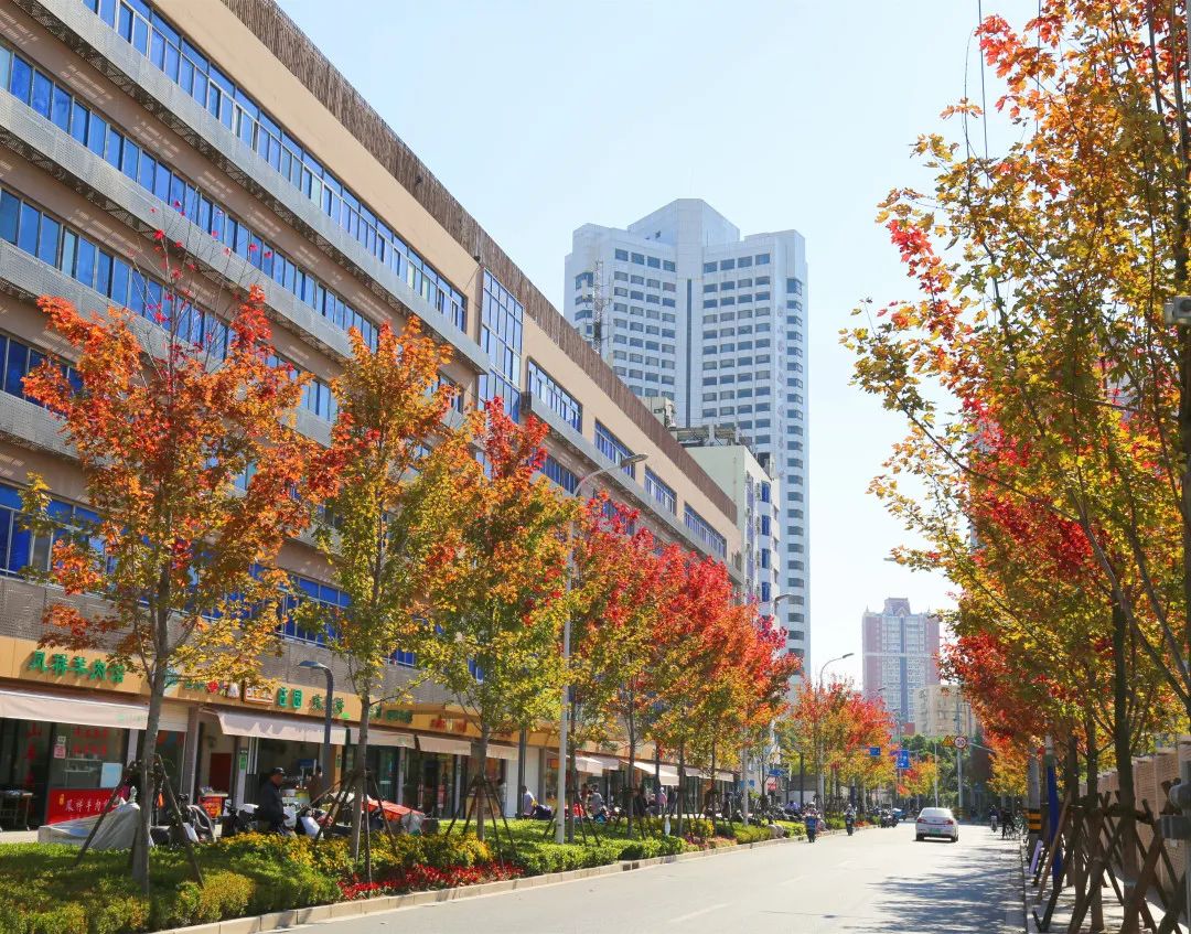 上海最美秋景,上海哪些公园可以拍秋景