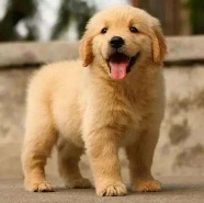 金毛怎么合理喂养,金毛喂养指南