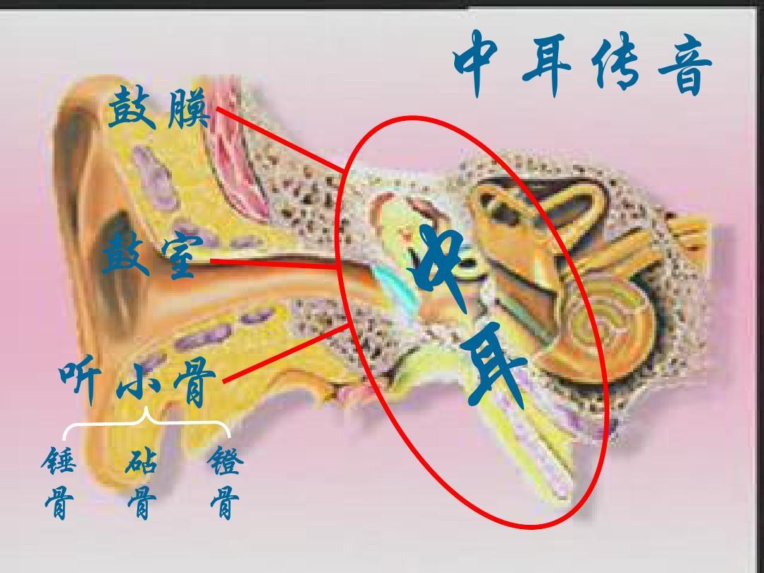 听小骨轻微损伤是什么导致的,听小骨损坏能听到声音吗